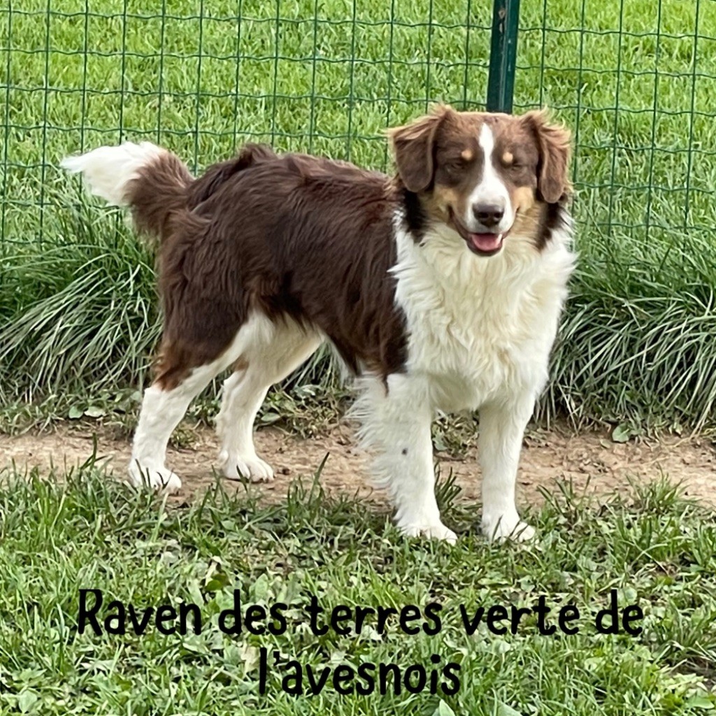 Raven Des Terres De L'Avesnois