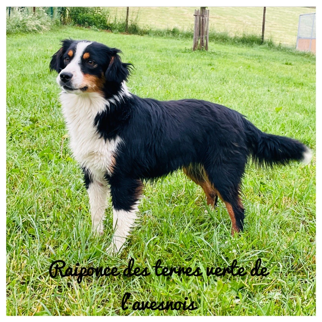 Raiponce Des Terres De L'Avesnois