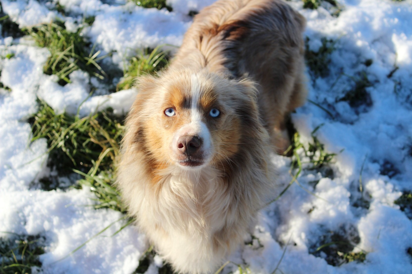 Radja Des Terres De L'Avesnois