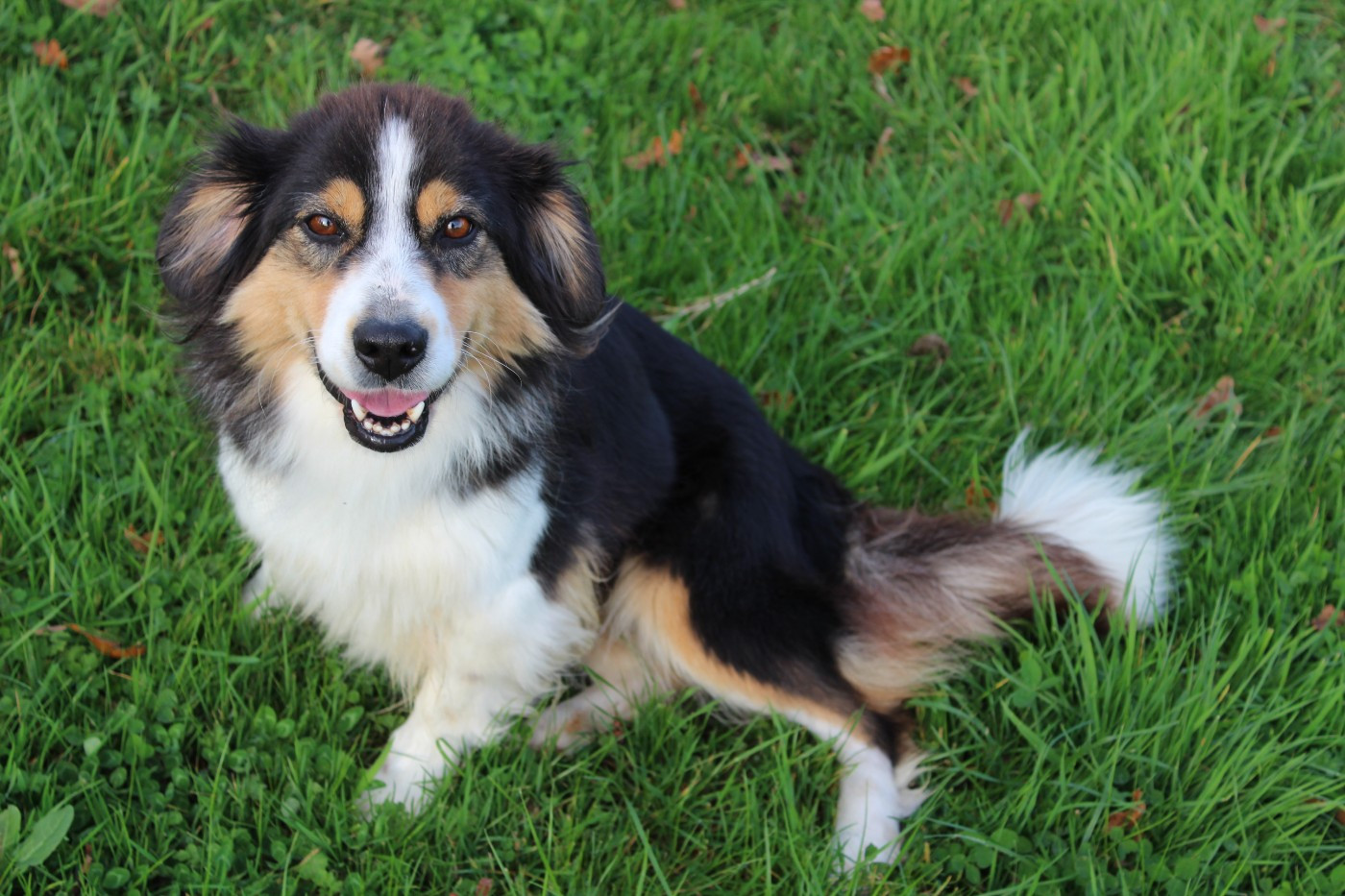 Sérieuse Des Terres De L'Avesnois