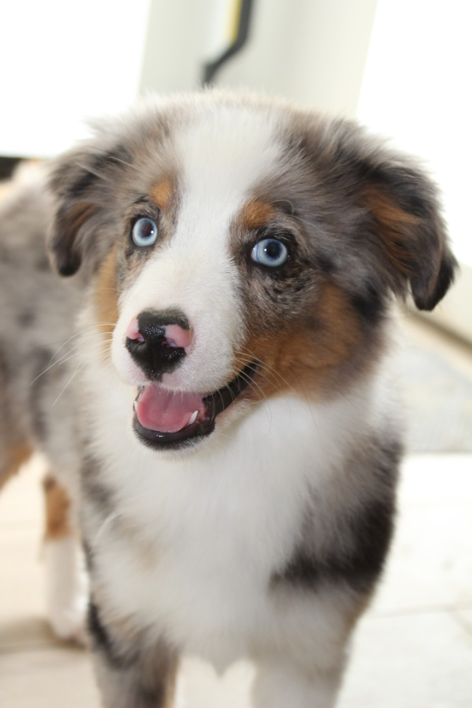 Des Compagnons Du Lattay - Chiots disponibles - Berger Américain Miniature 