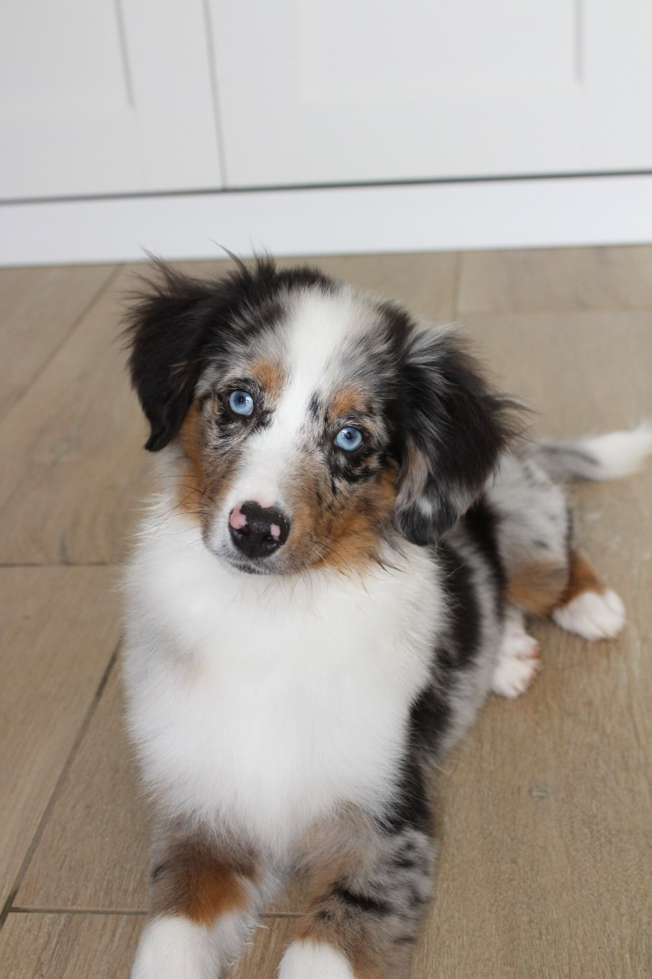 Des Compagnons Du Lattay - Chiots disponibles - Berger Américain Miniature 