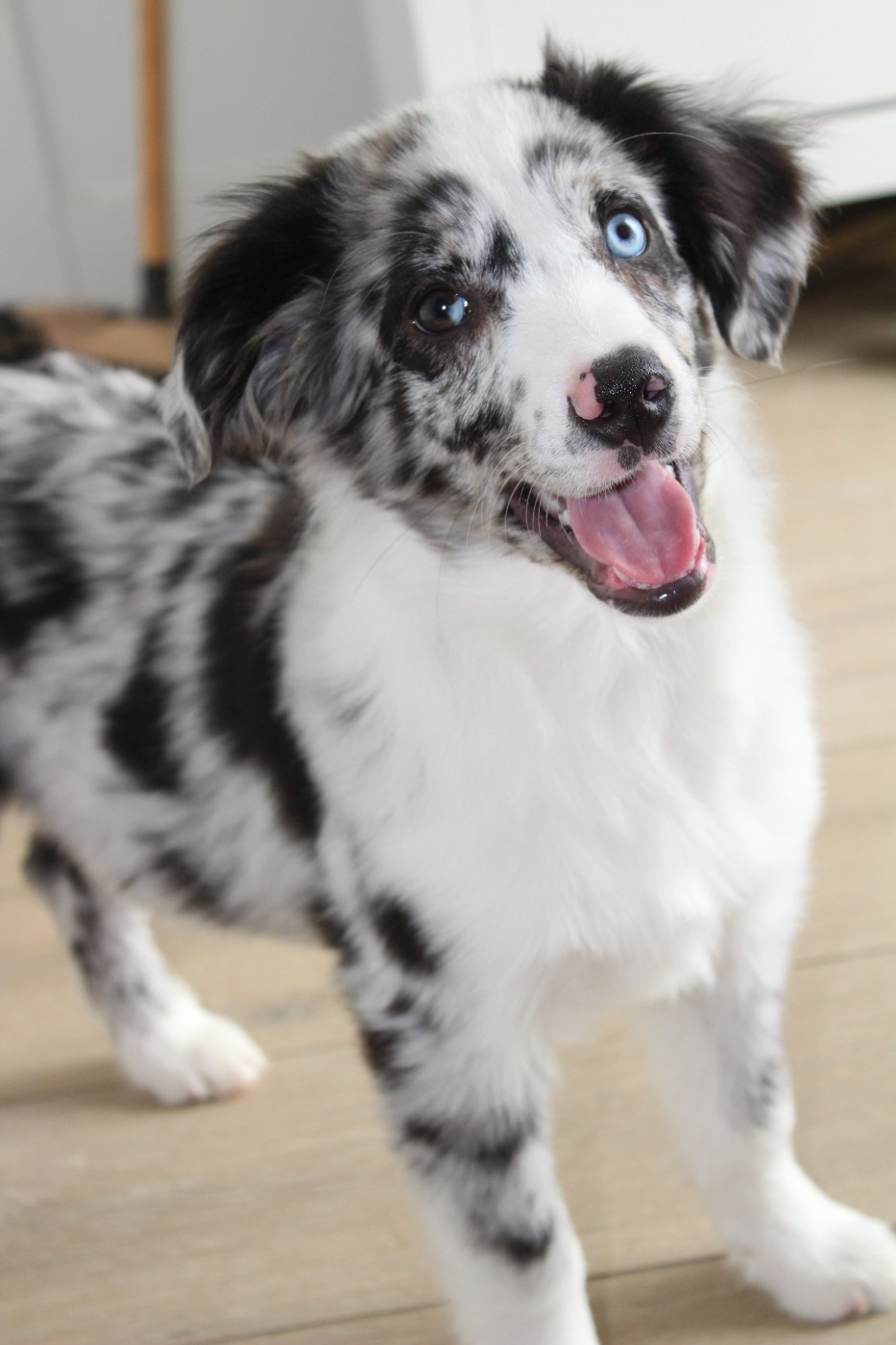 Des Compagnons Du Lattay - Chiots disponibles - Berger Américain Miniature 