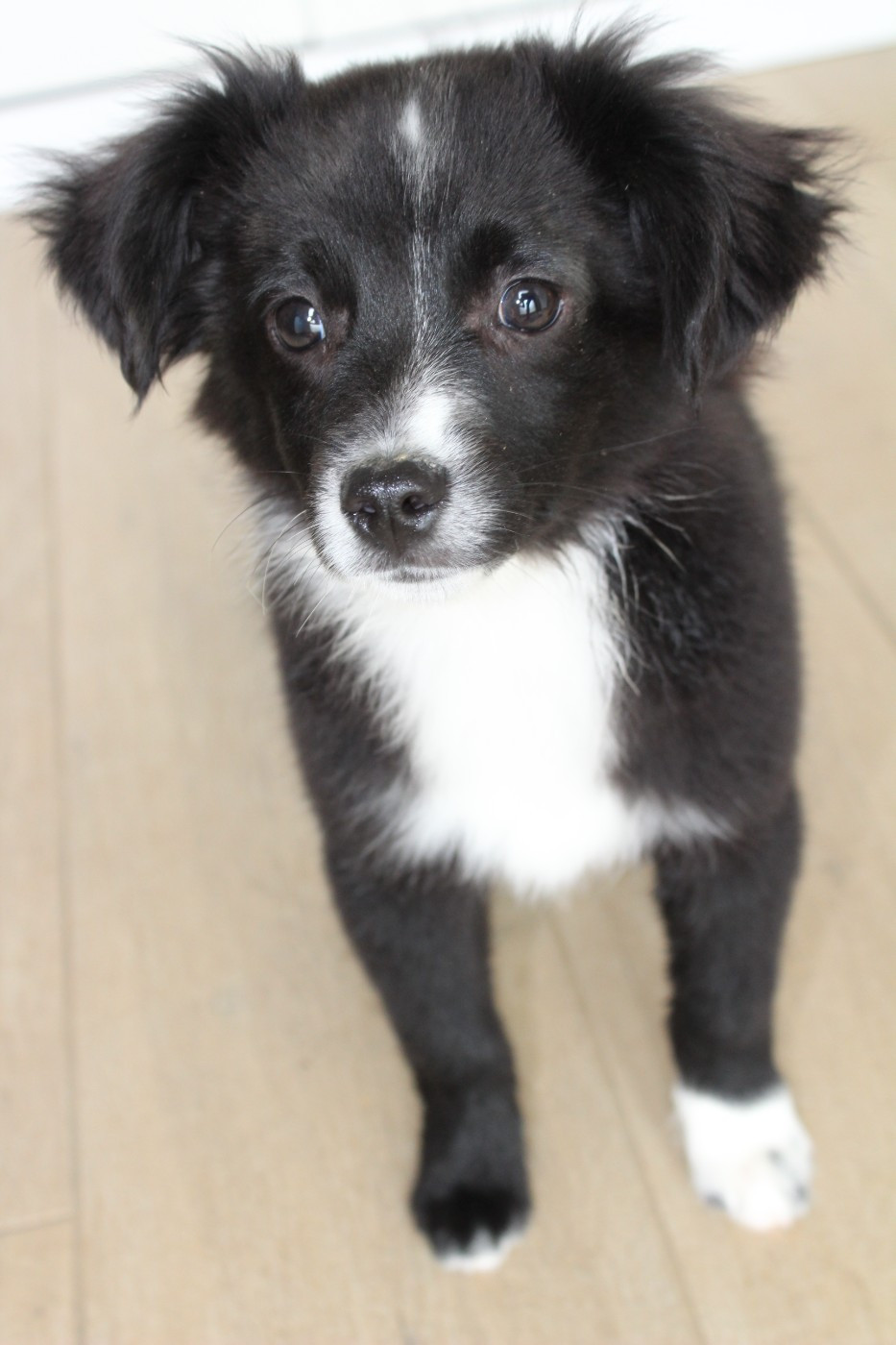 Des Compagnons Du Lattay - Chiots disponibles - Berger Américain Miniature 