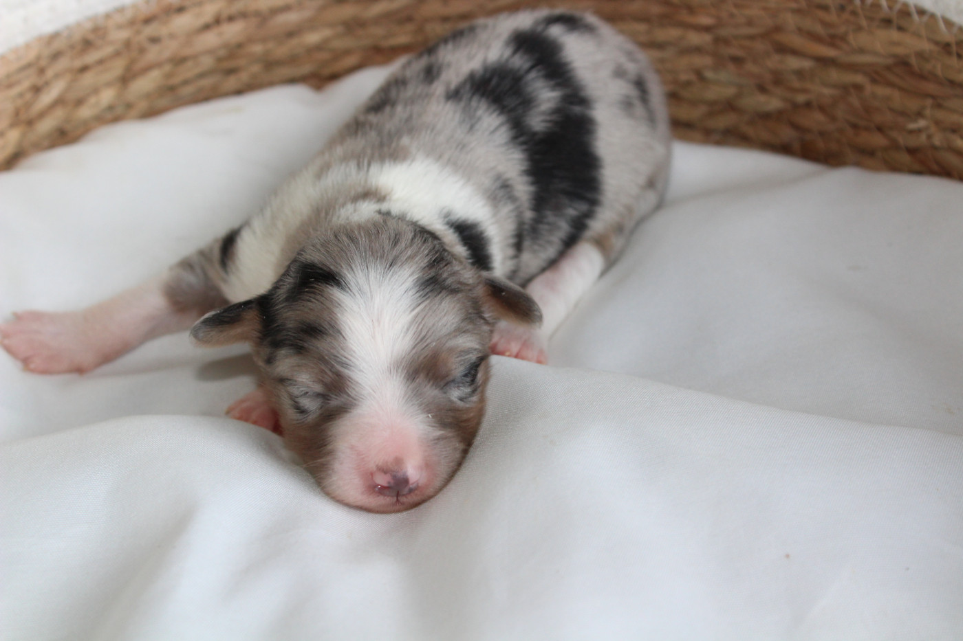 Des Compagnons Du Lattay - Chiots disponibles - Berger Américain Miniature 