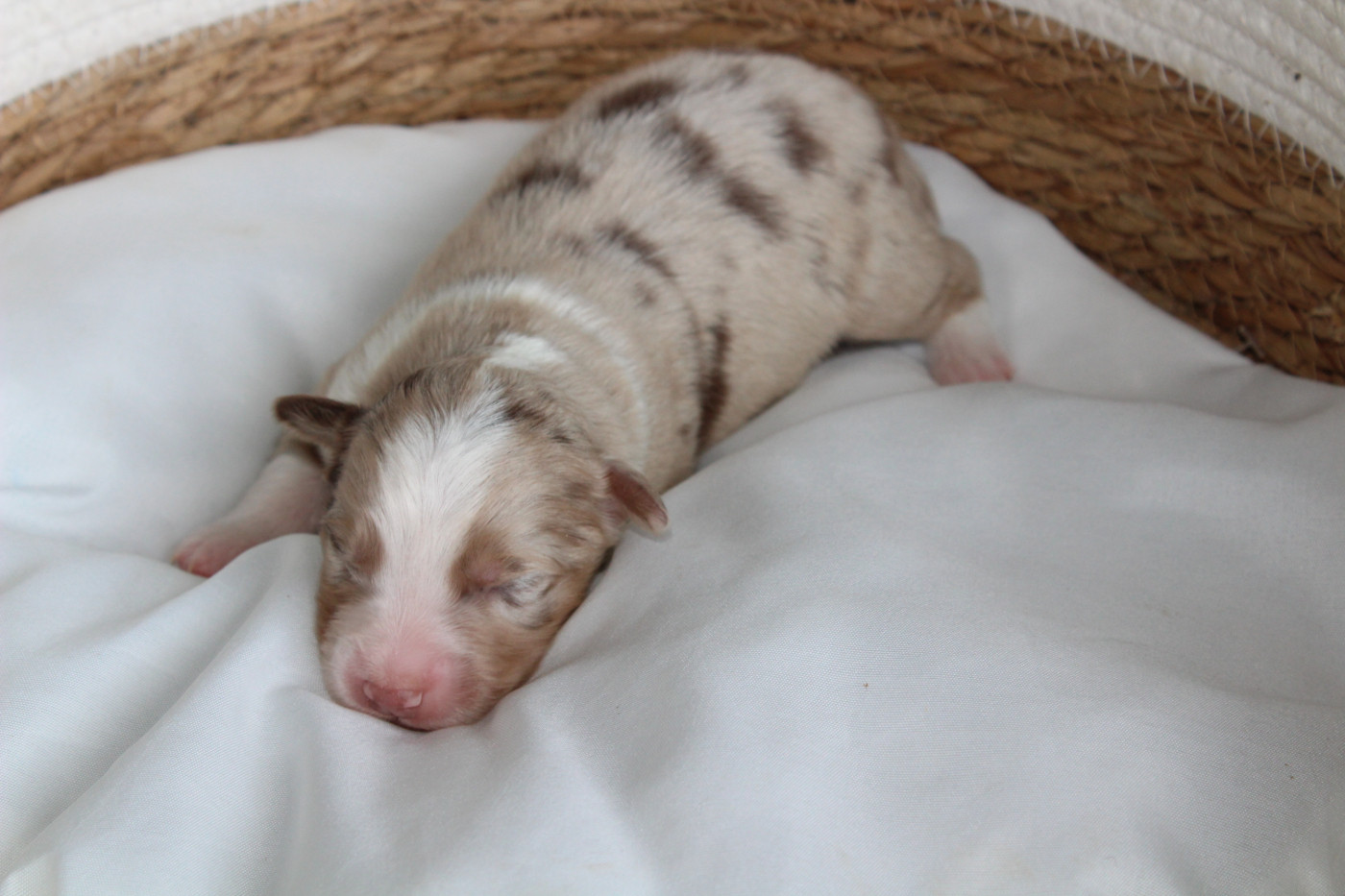 Des Compagnons Du Lattay - Chiots disponibles - Berger Américain Miniature 