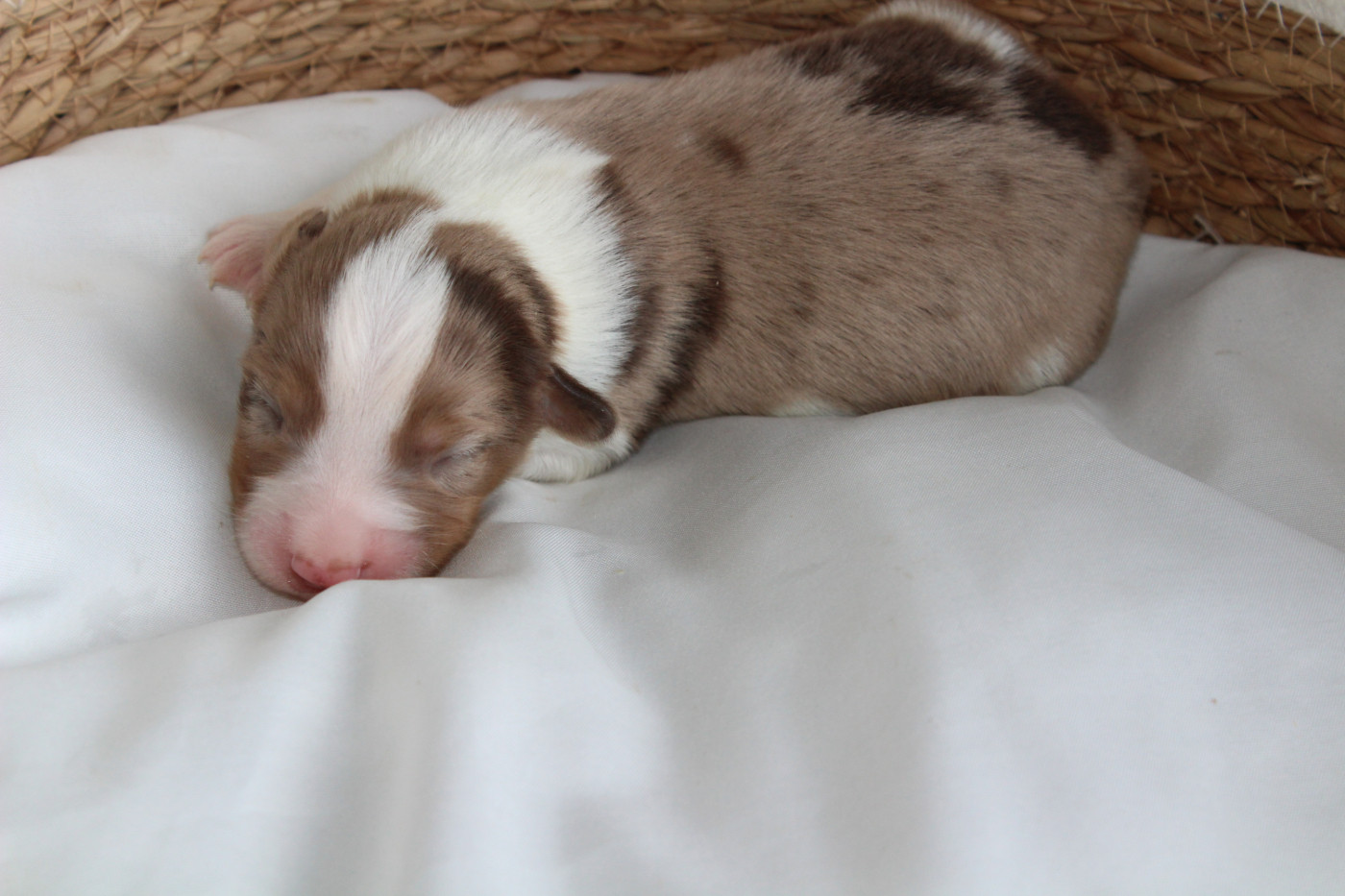 Des Compagnons Du Lattay - Chiots disponibles - Berger Américain Miniature 