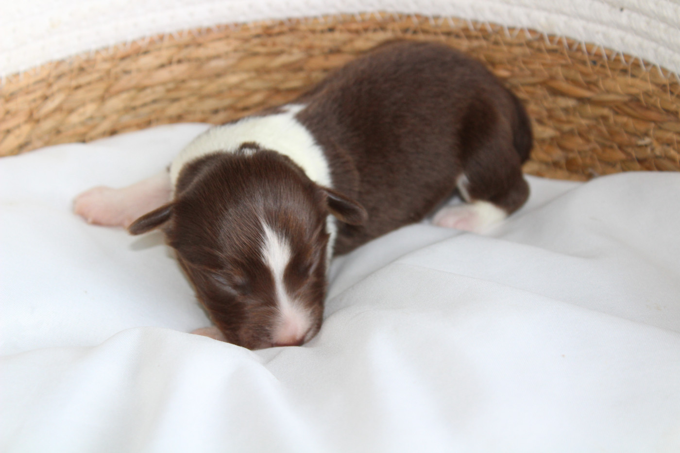 Des Compagnons Du Lattay - Chiots disponibles - Berger Américain Miniature 