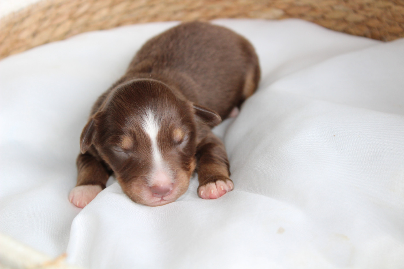 Des Compagnons Du Lattay - Chiots disponibles - Berger Américain Miniature 