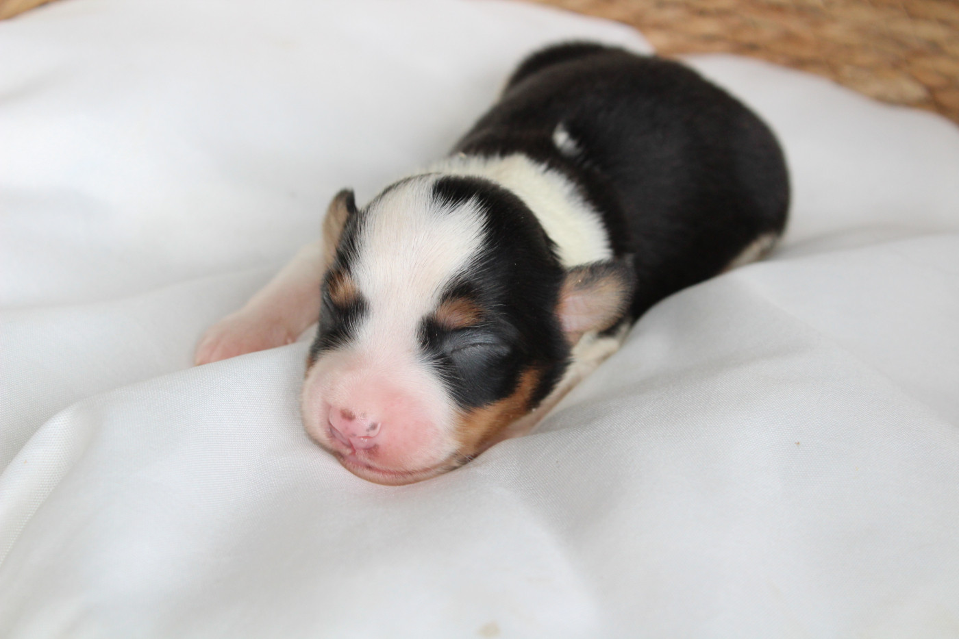 Des Compagnons Du Lattay - Chiots disponibles - Berger Américain Miniature 