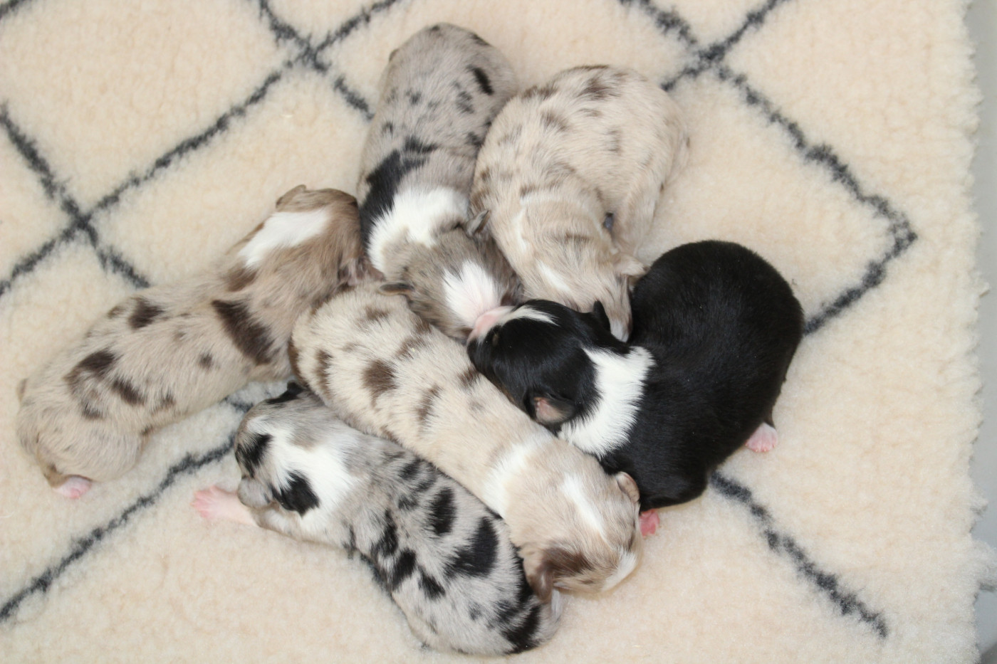 Chiot Berger Américain Miniature  Des Compagnons Du Lattay