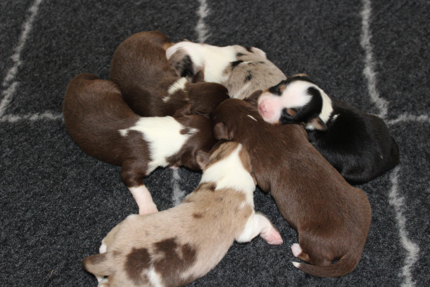 Chiot Berger Américain Miniature  Des Compagnons Du Lattay