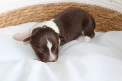 Brownie